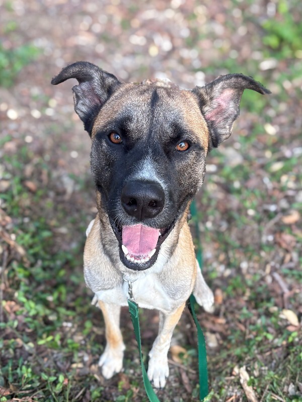 Duke - Dog