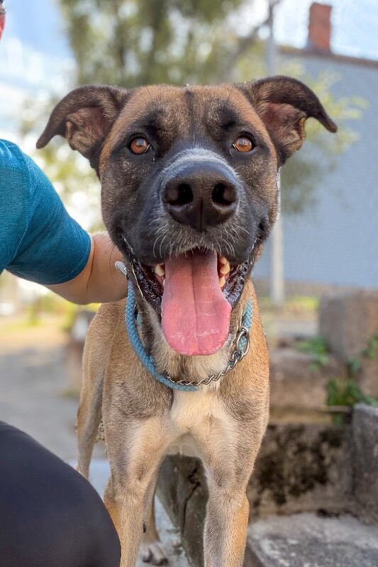 Learn More About Duke Duke - Dog