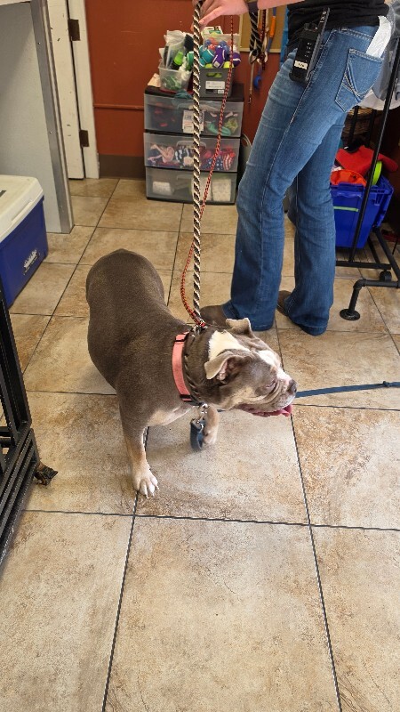 View Stubby the Dog Photo #2