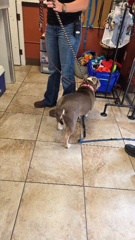 View Stubby the Dog Photo #3