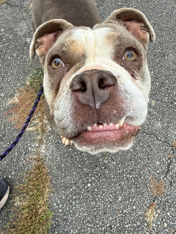 View Stubby the Dog Photo #3