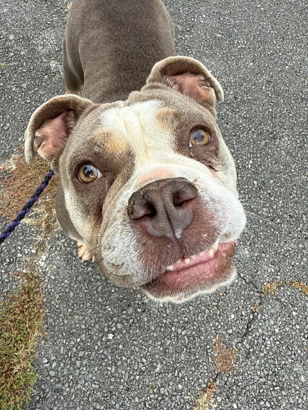 View Stubby the Dog Photo #4