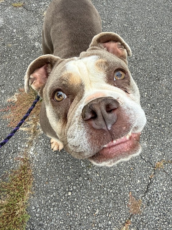 View Stubby the Dog Photo #5