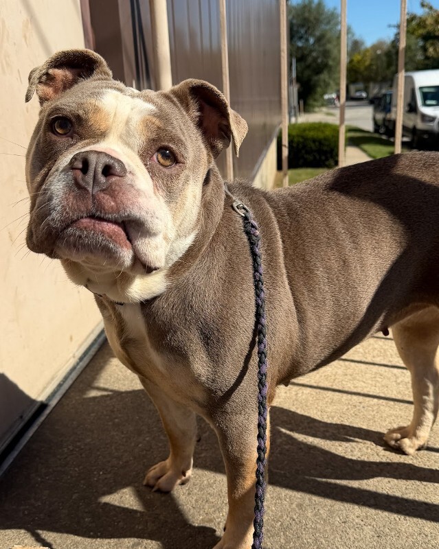 View Stubby the Dog Photo #7