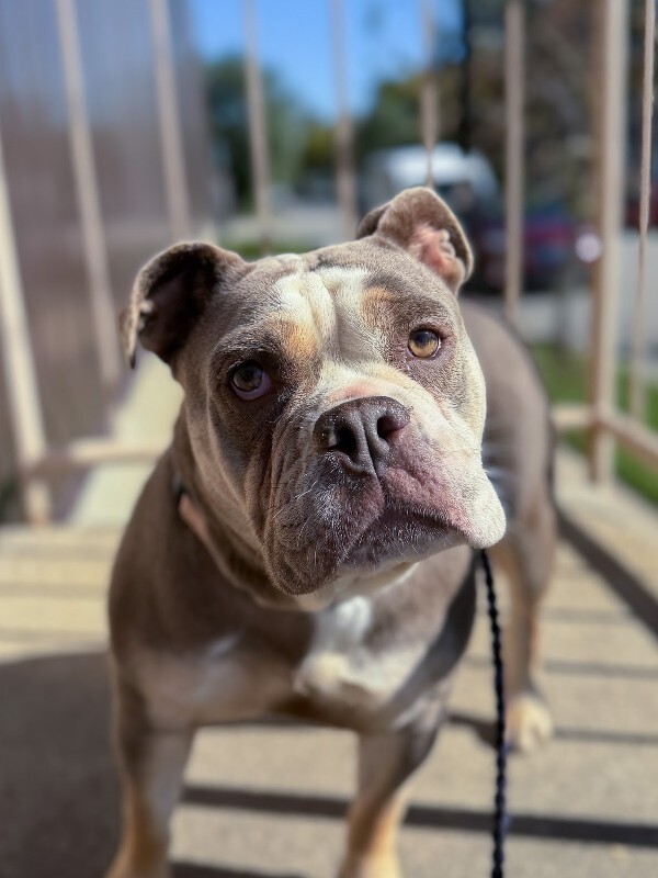View Stubby the Dog Photo #2