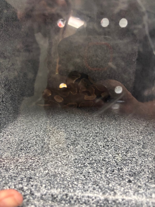 General - Snake