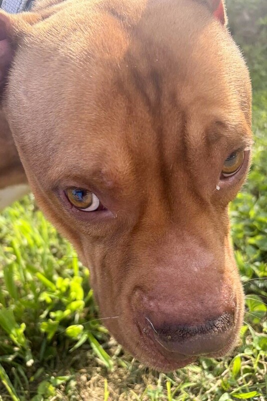 View Choso the Dog Photo #2