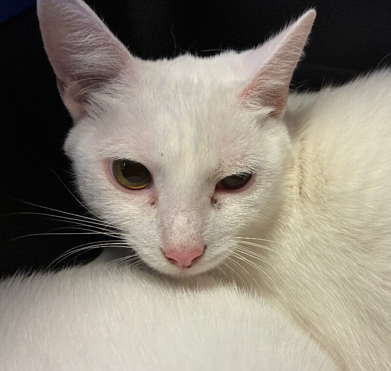 View Moxie the Cat Photo #2