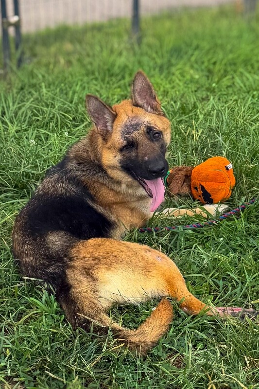 Learn More About Apricot Apricot - Dog