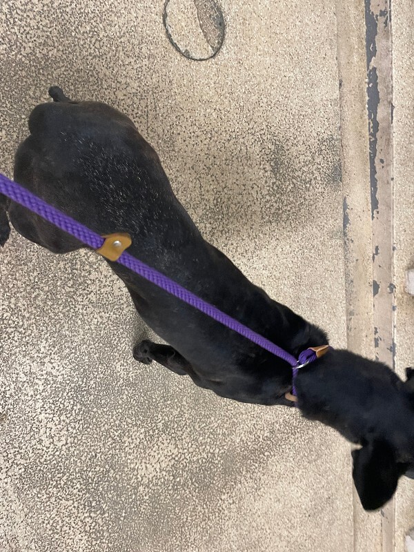 View Amethyst the Dog Photo #3