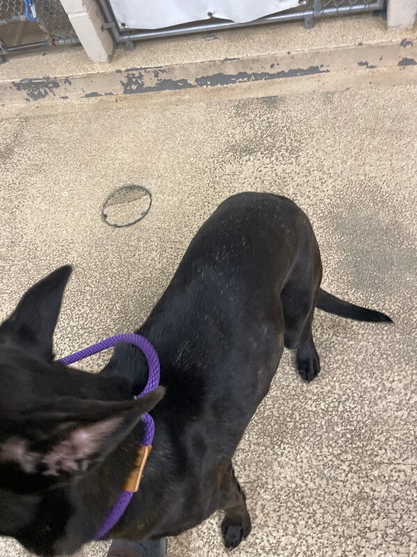 View Amethyst the Dog Photo #2