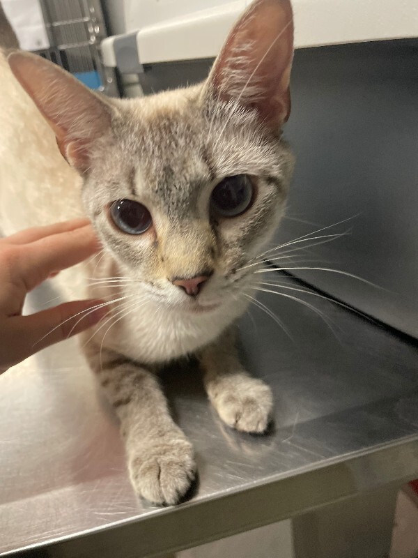 Learn More About Topaz Topaz - Cat