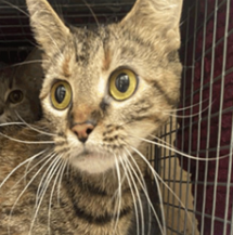 Learn More About Orisa Orisa - Cat