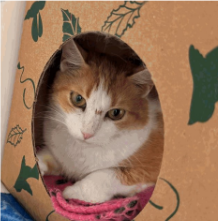 Learn More About Zuzu Zuzu - Cat