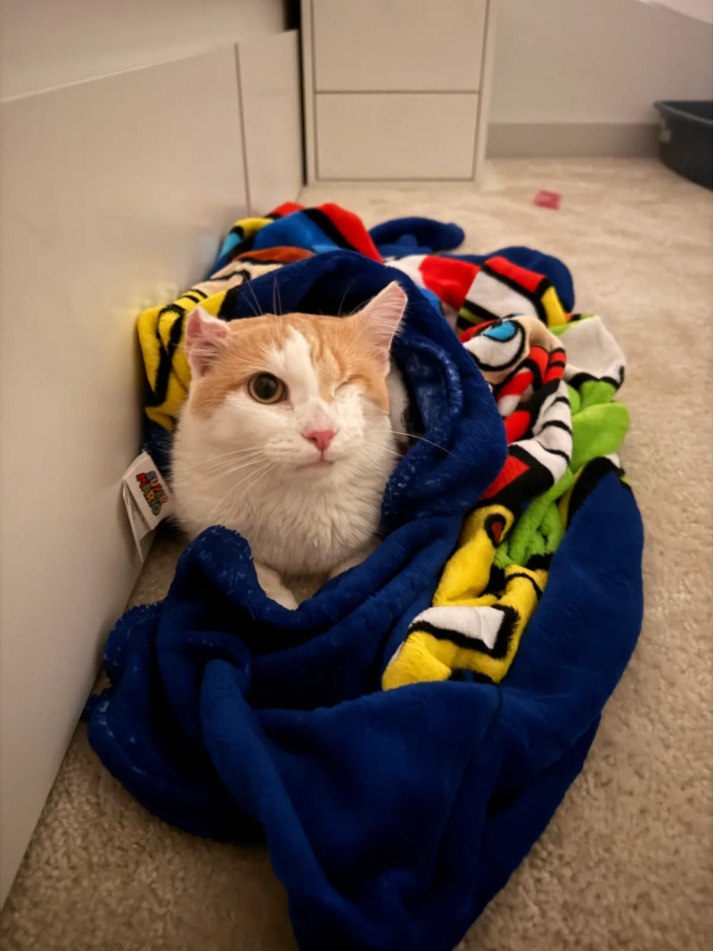 Down Under - Cat