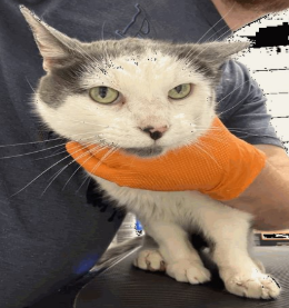 Learn More About Bernard Bernard - Cat
