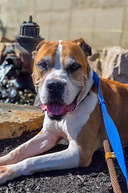 Learn More About Reno Reno - Dog