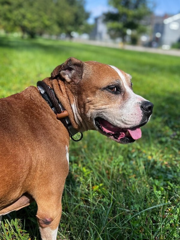 View Reno the Dog Photo #4