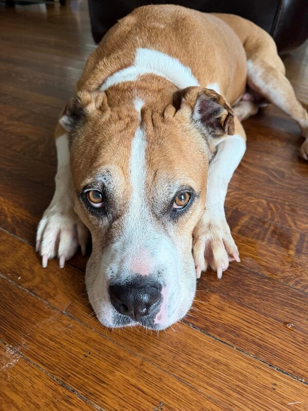 Reno - Dog