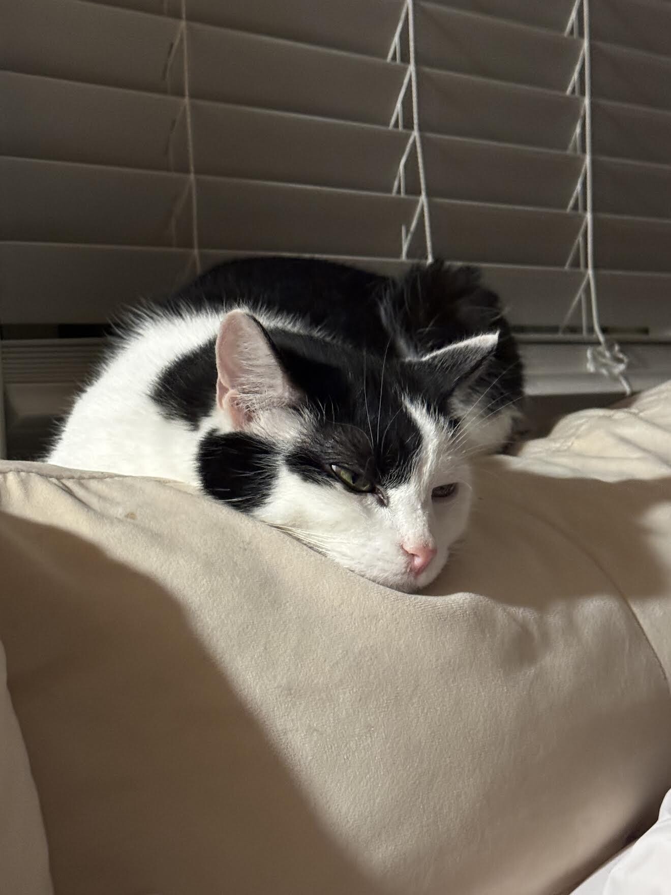 View Cookie the Cat Photo #3