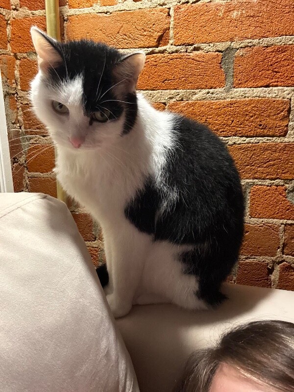 View Cookie the Cat Photo #2