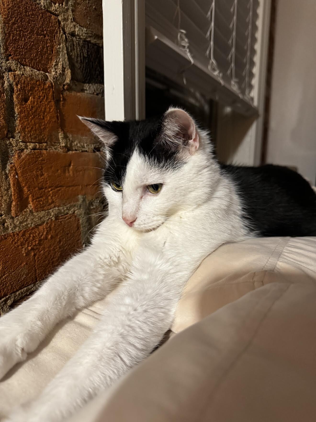 View Cookie the Cat Photo #4
