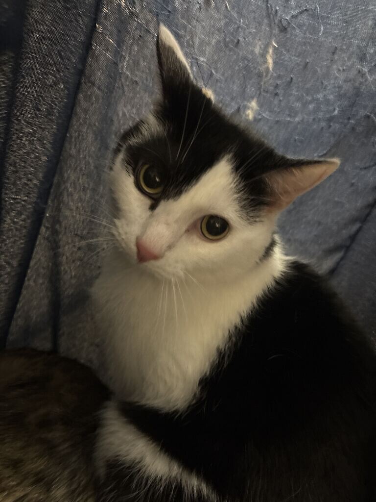Learn More About Cookie Cookie - Cat