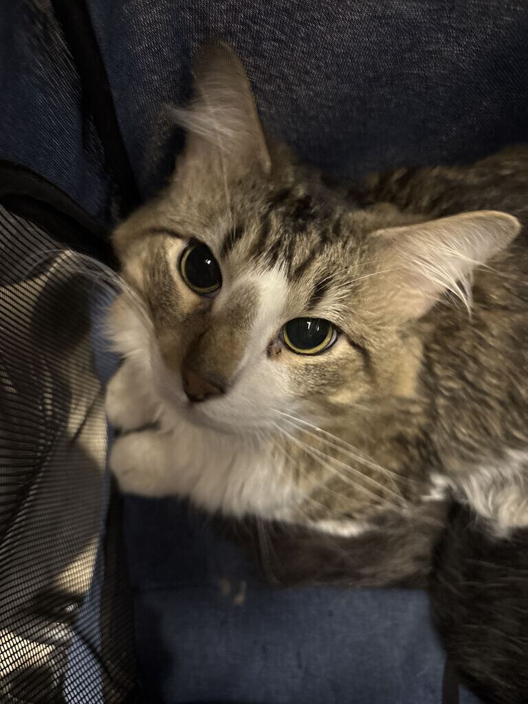 Crunch - Cat