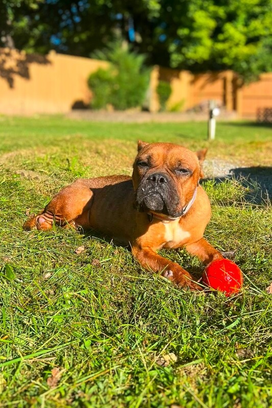 Learn More About Kesler Kesler - Dog