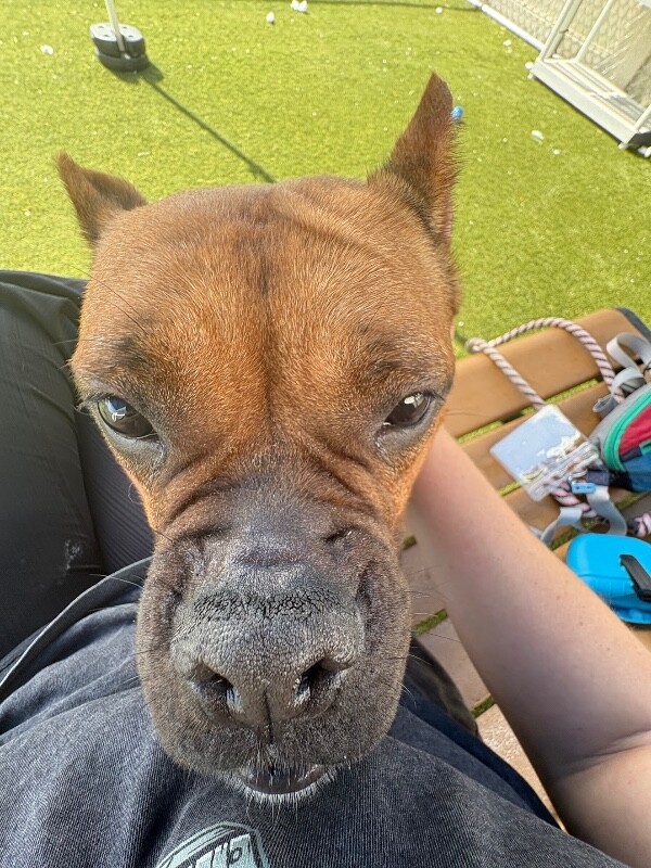 View Kesler the Dog Photo #10
