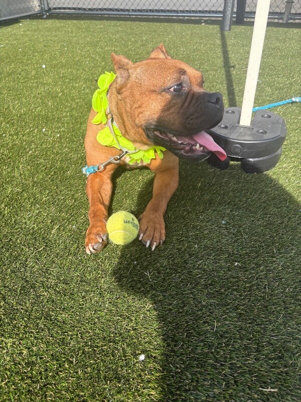 View Kesler the Dog Photo #9