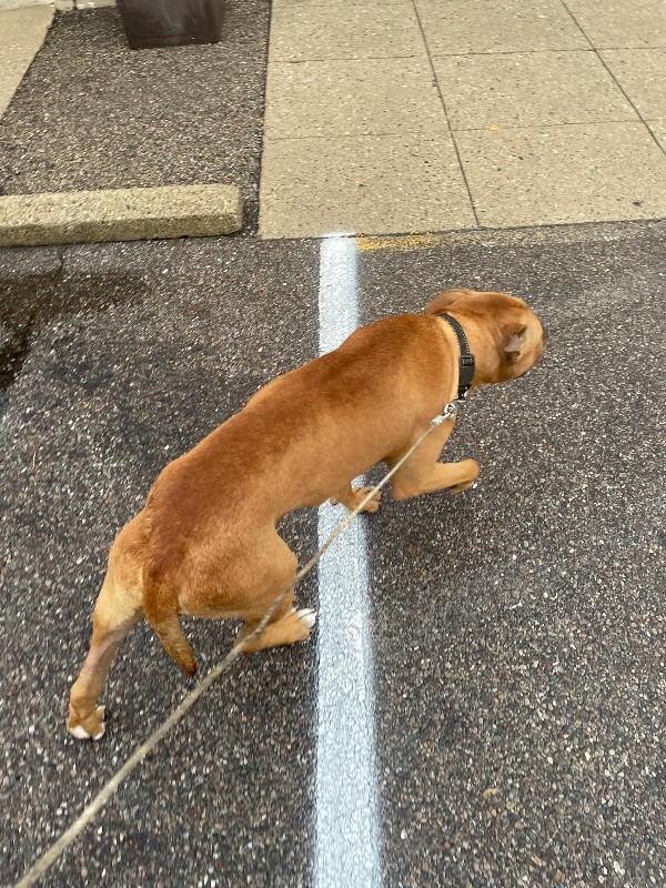 View Wingardium Leviosa the Dog Photo #4