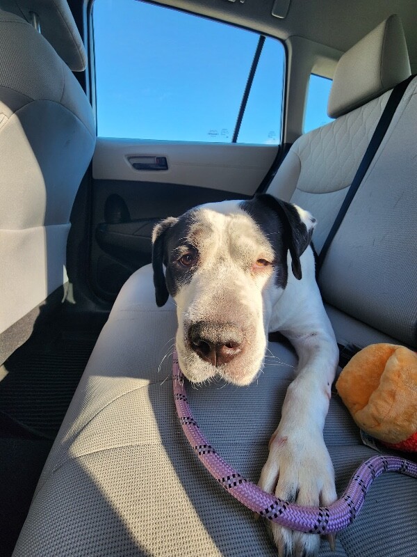 View Expecto Patronum the Dog Photo #8