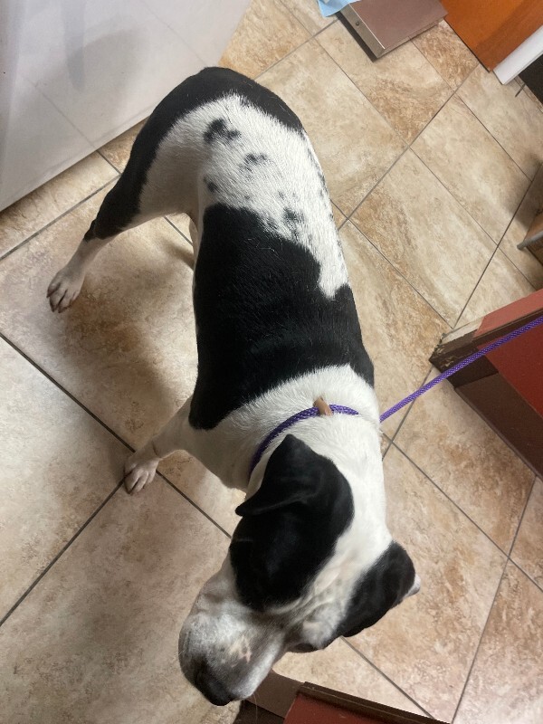 View Expecto Patronum the Dog Photo #2