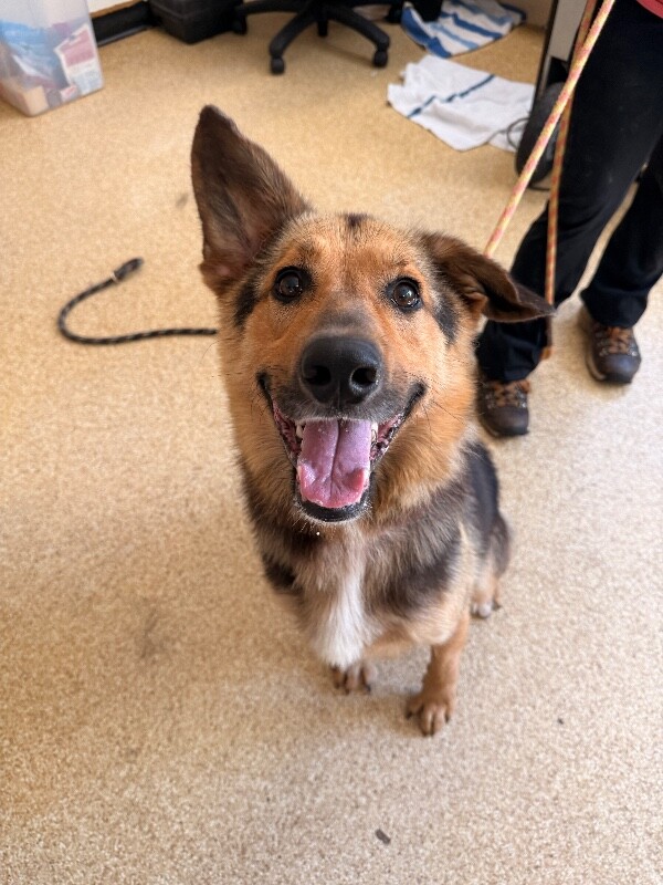 Learn More About Austin Austin - Dog