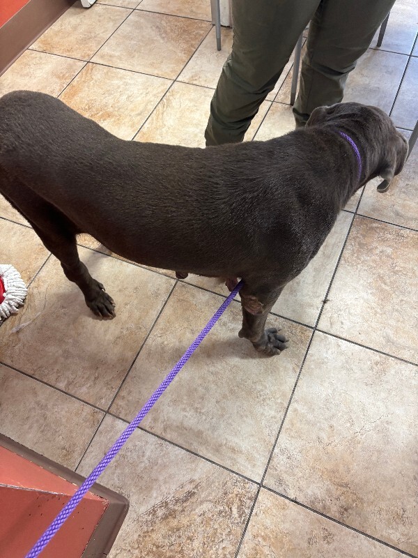 View Lady Bug the Dog Photo #2