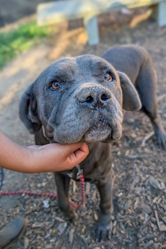 Learn More About Lady Bug Lady Bug - Dog