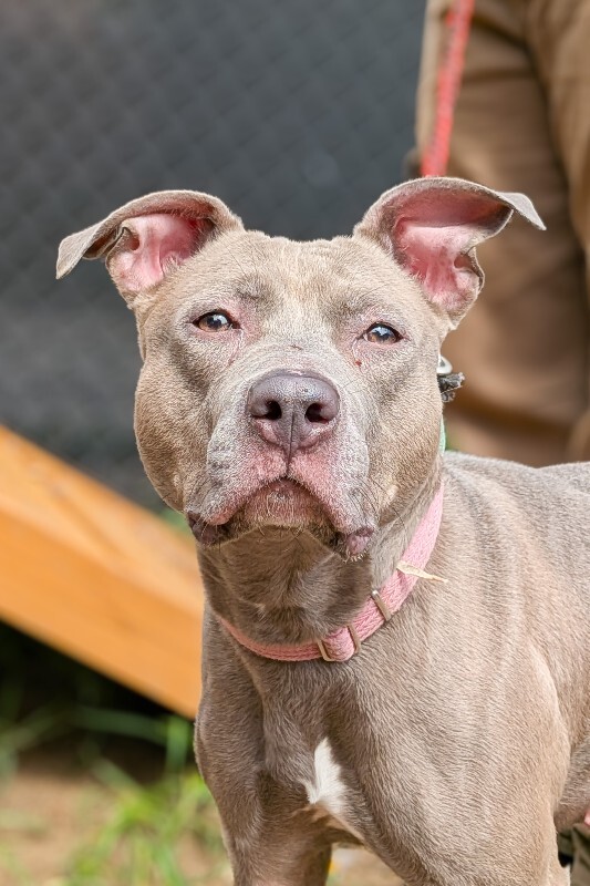 Learn More About Delaney Delaney - Dog