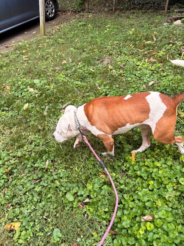 View Avis the Dog Photo #13
