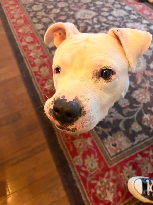 View Avis the Dog Photo #10