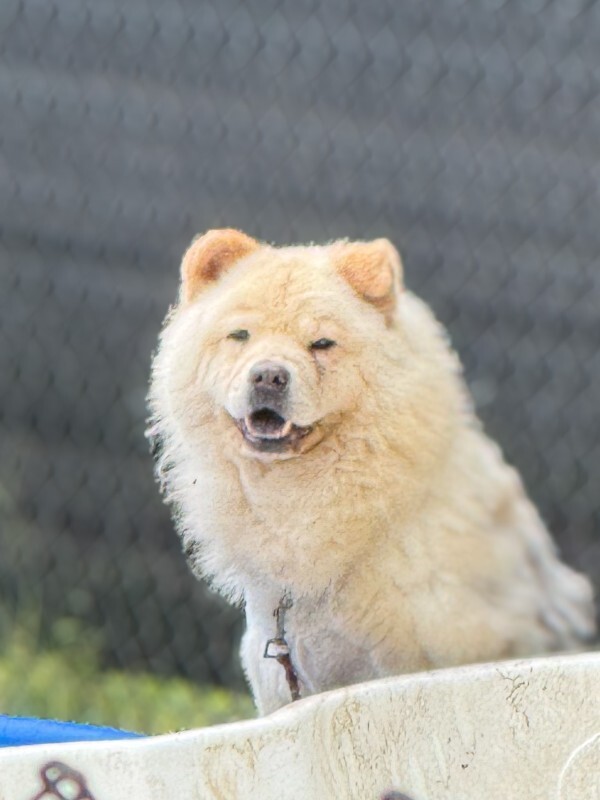 Chubsies - Dog