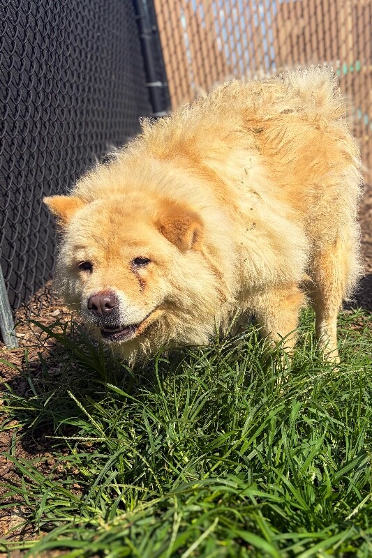 Chubsies - Dog