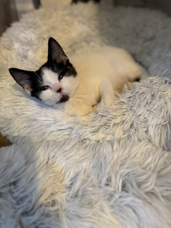 View Boba the Cat Photo #2