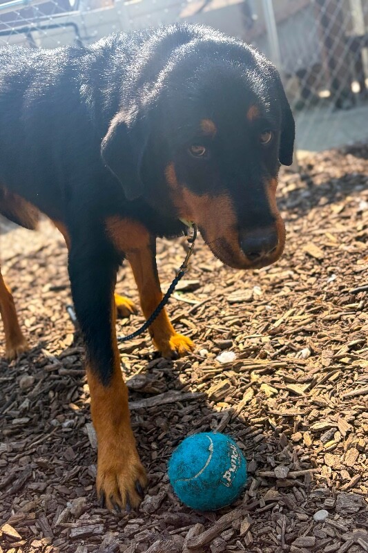 Deputy - Dog