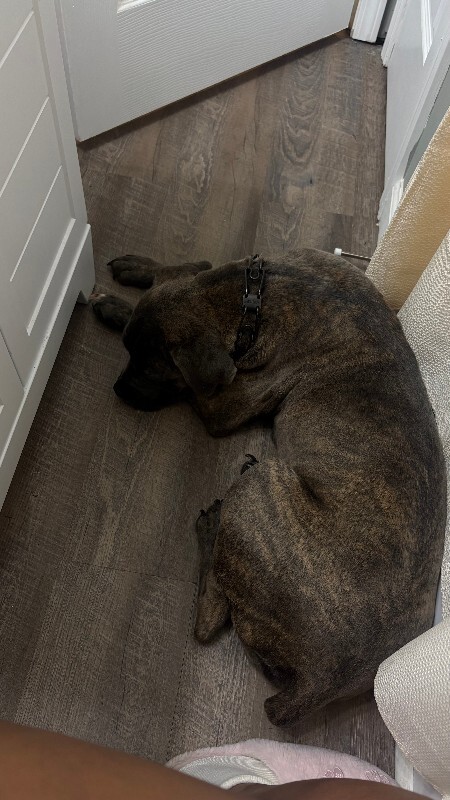 Unknown - Dog