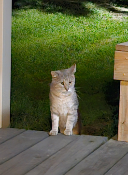 Unknown - Cat
