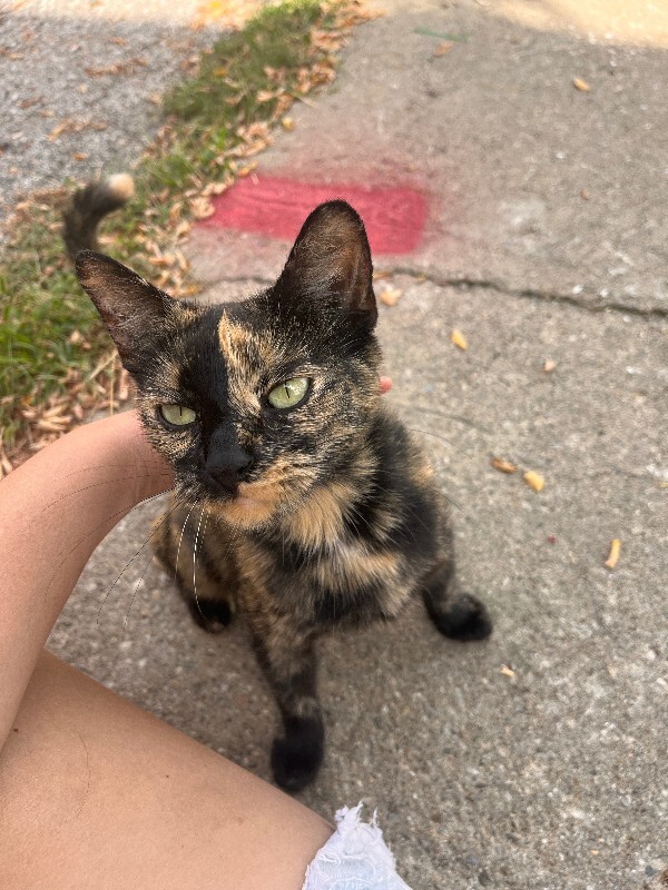 Unknown - Cat