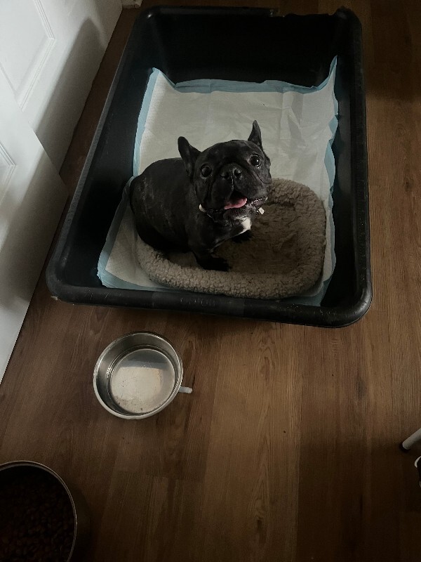 Have You Seen Dior? Dior - Dog