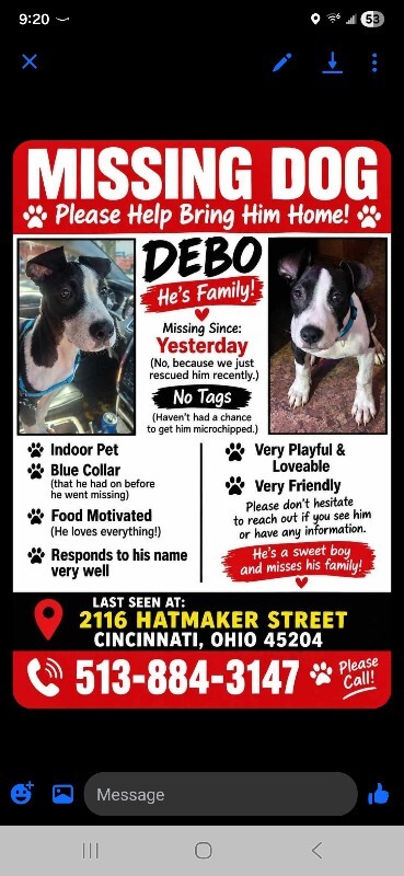 Have You Seen Debo? Debo - Dog
