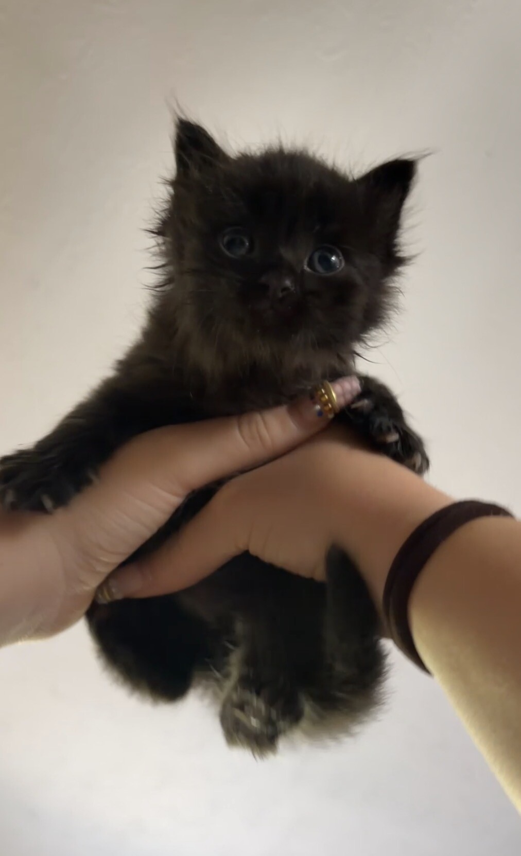View Ice the Cat Photo #2